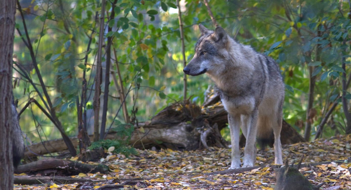 wolf