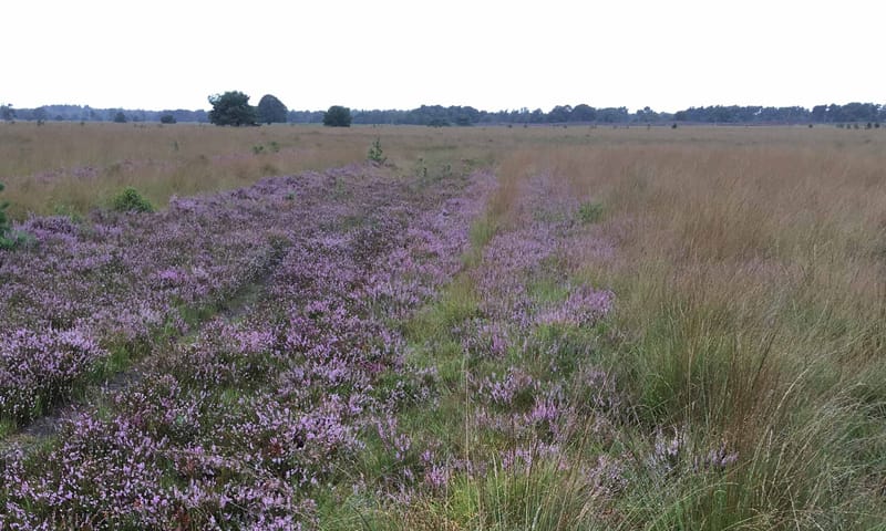 Heide en plaggen