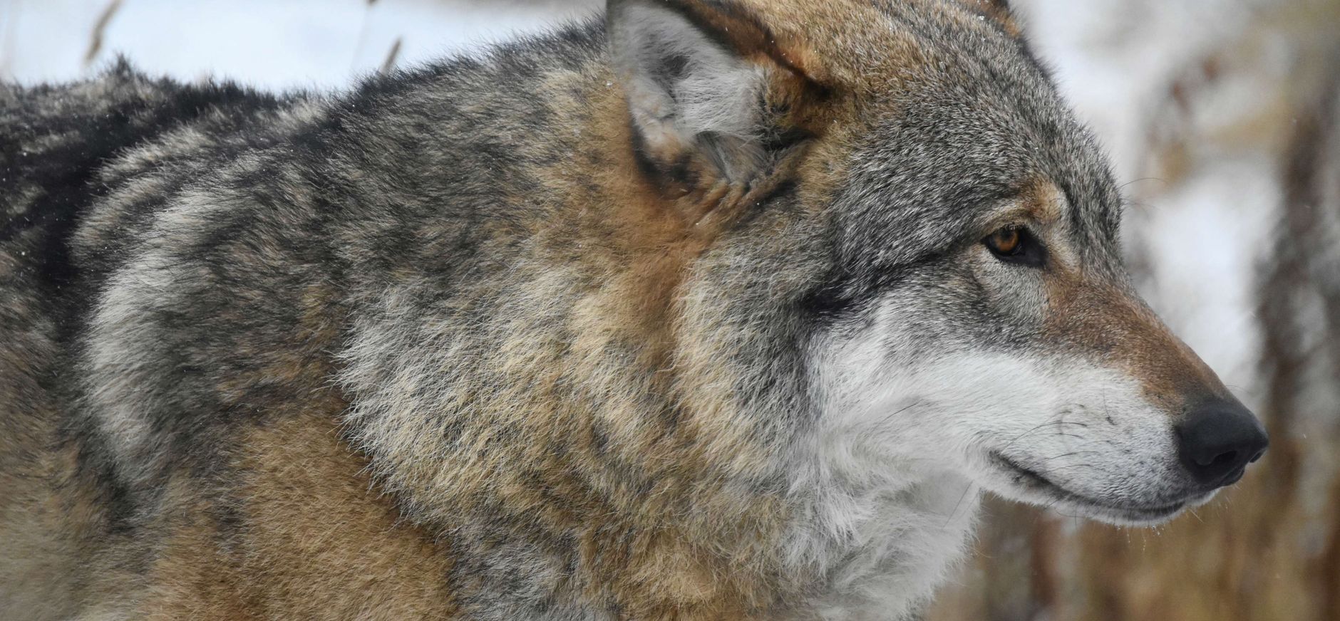 wolf
