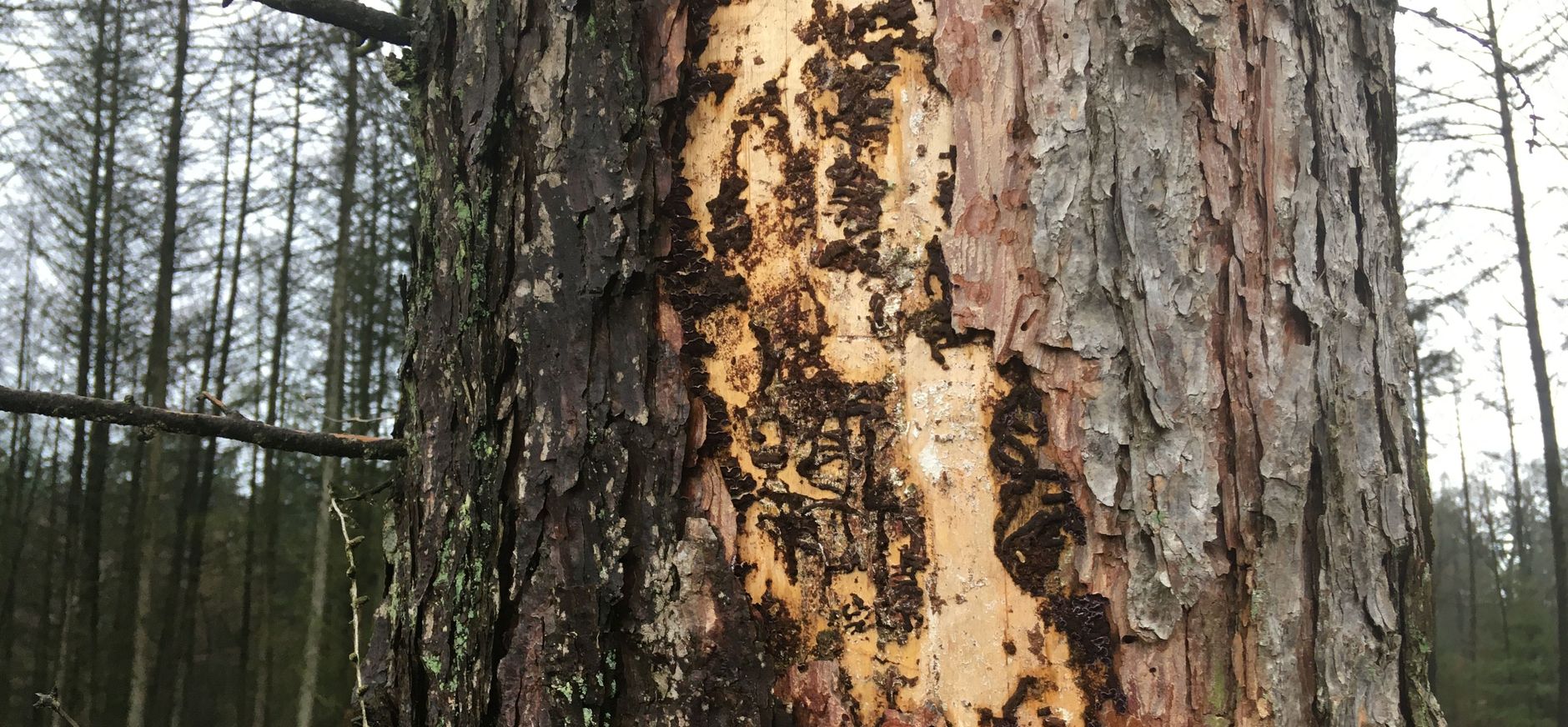 Aangetaste bomen Planken Wambuis en Wolfheze