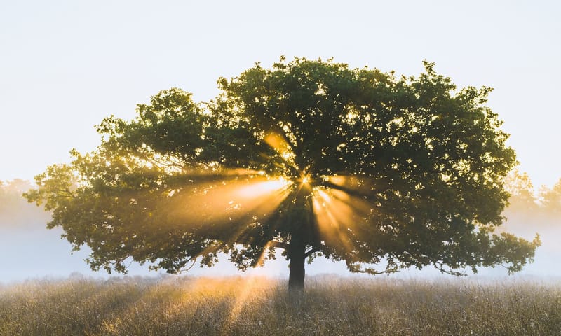Bestuur boom zon