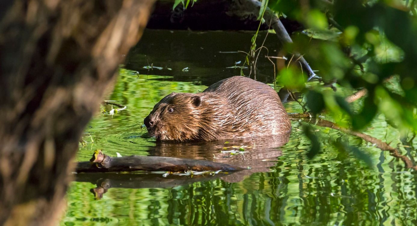 Avonturenroute Harderbos