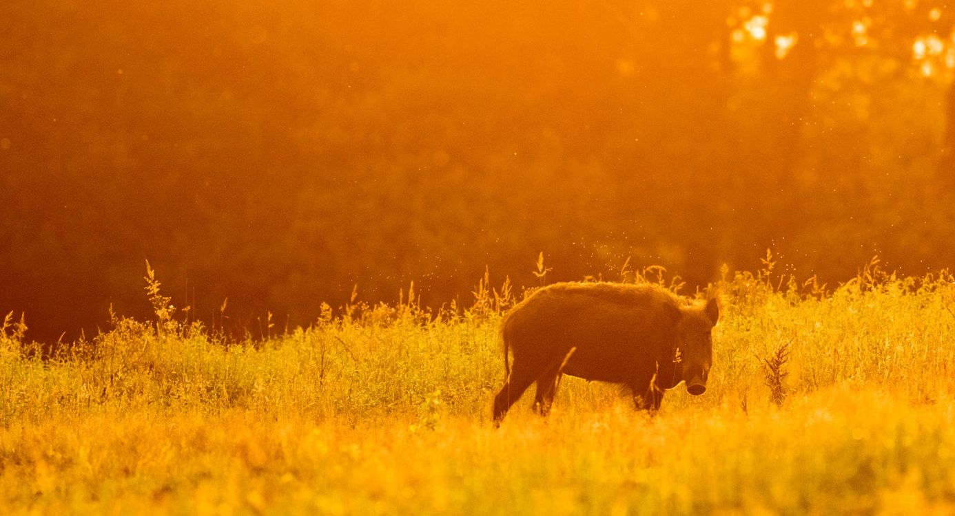 wild zwijn avondlicht posbank
