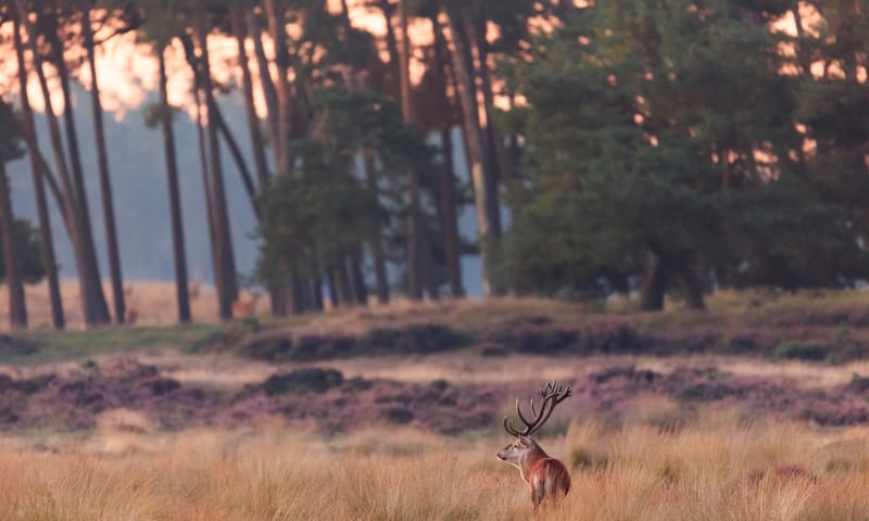 Wat wij doen in het Deelerwoud