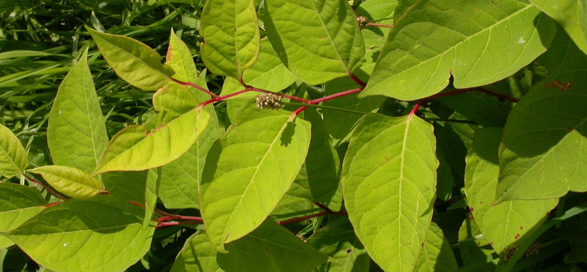 Japanse duizendknoop