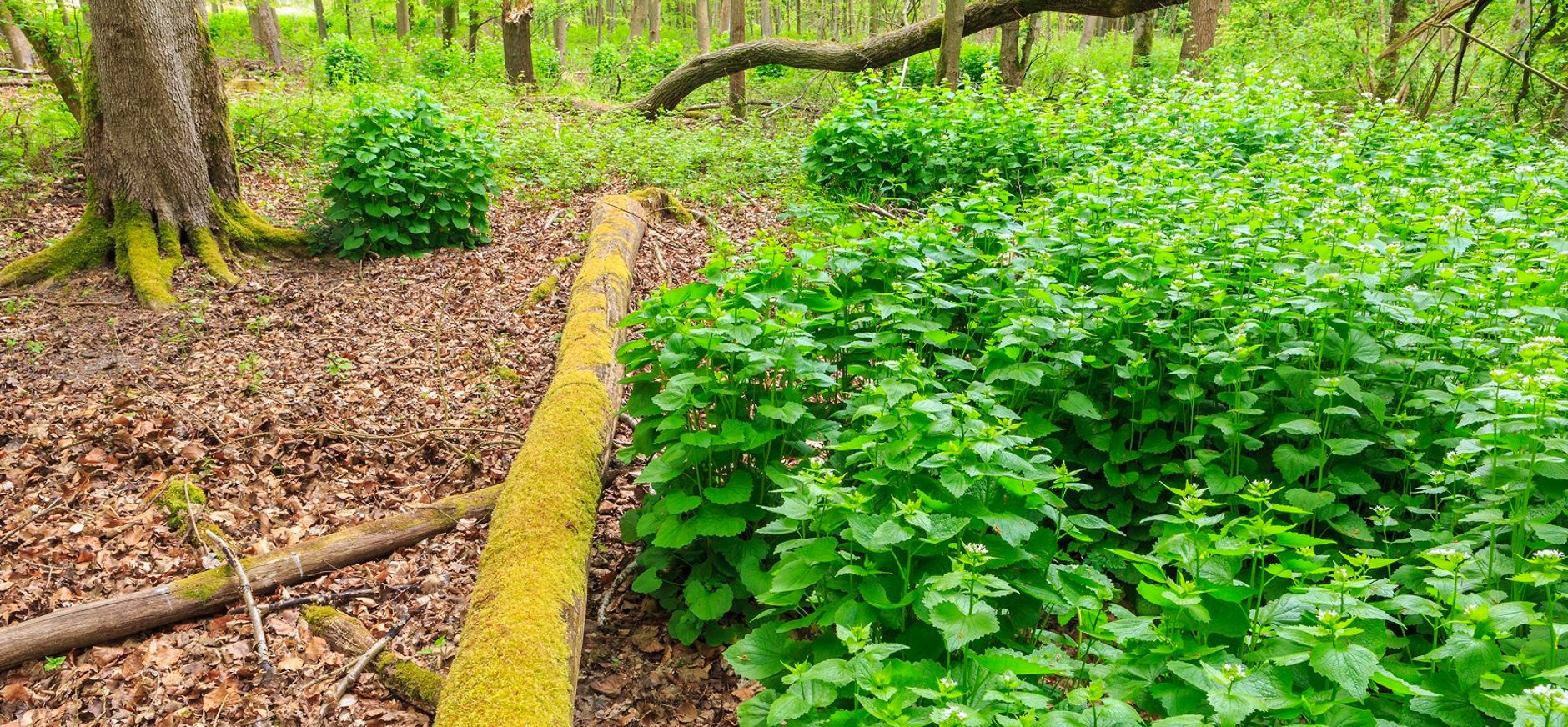 Harderbos