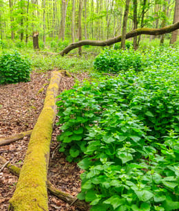 Harderbos