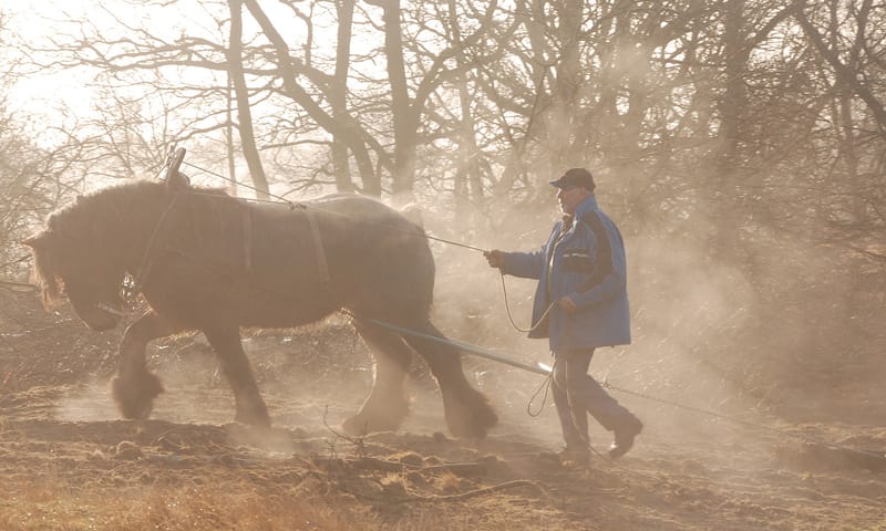 Natuurlijk beheer Loonse en Drunense Duinen