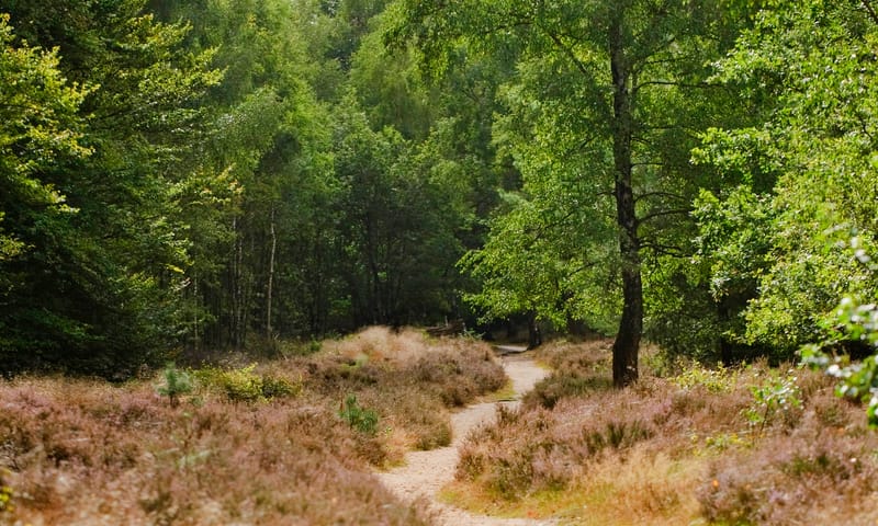 Variatie heide en bos Kaapse Bossen