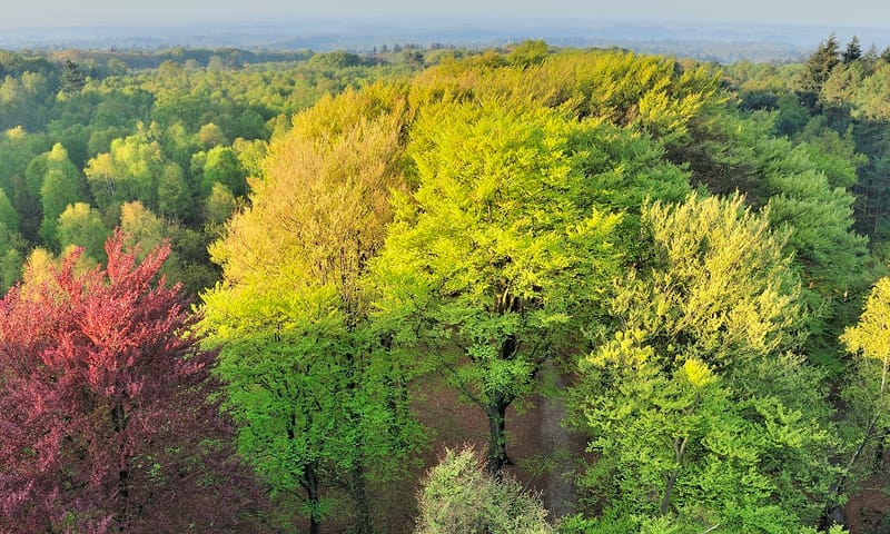 Kaapse Bossen