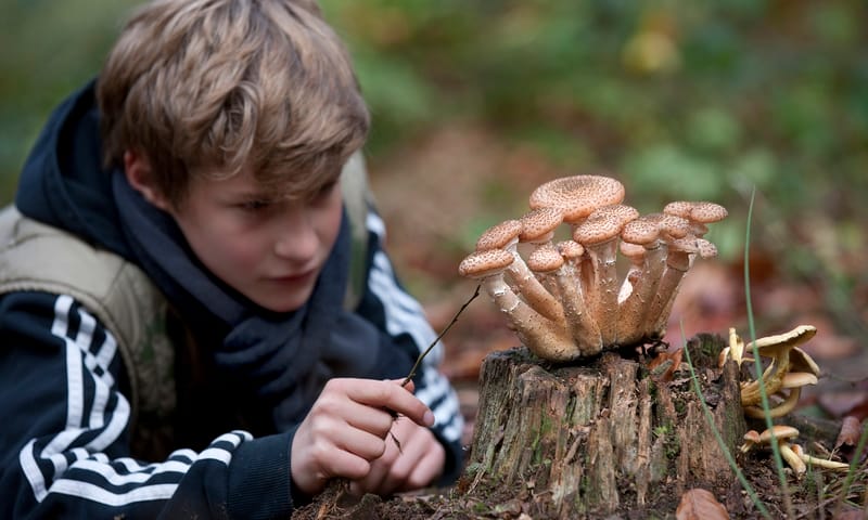 kind en paddenstoel