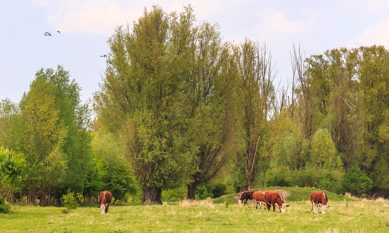 Koe Natuurmonumenten