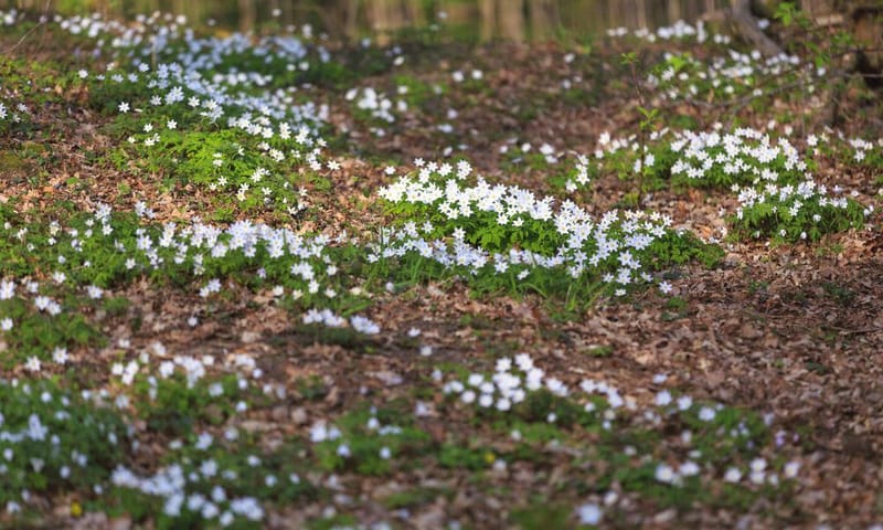 Anemomen in het voorjaar