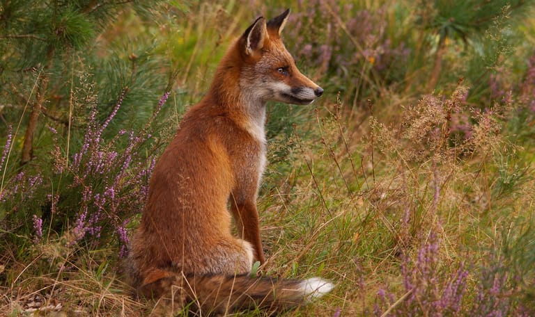 Kom wild spotten bij observatiepost Herikhuizen