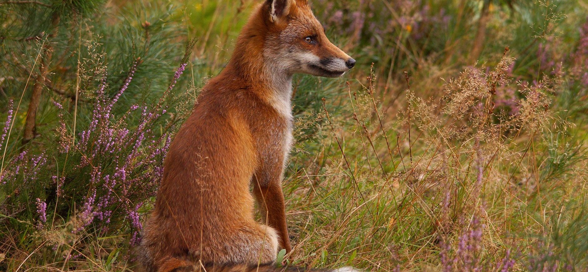 Kom wild spotten bij observatiepost Herikhuizen