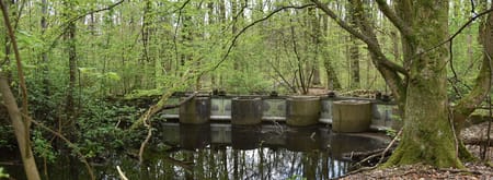 Ontdek de waterwerken in het Waterloopbos