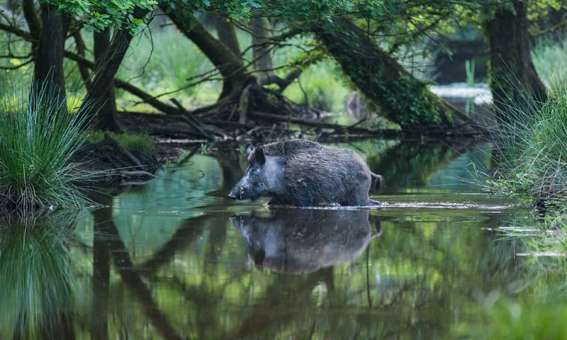 Wild zwijn in Leuvenumse beek