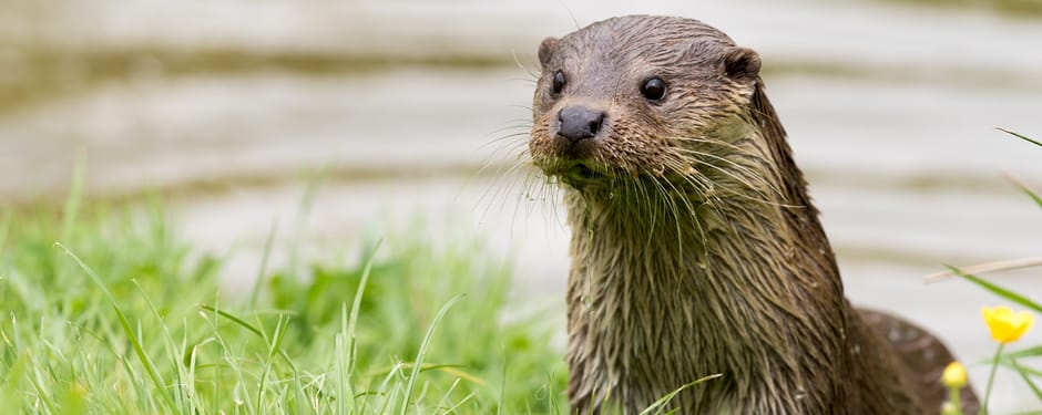 De otter is terug in De Onlanden
