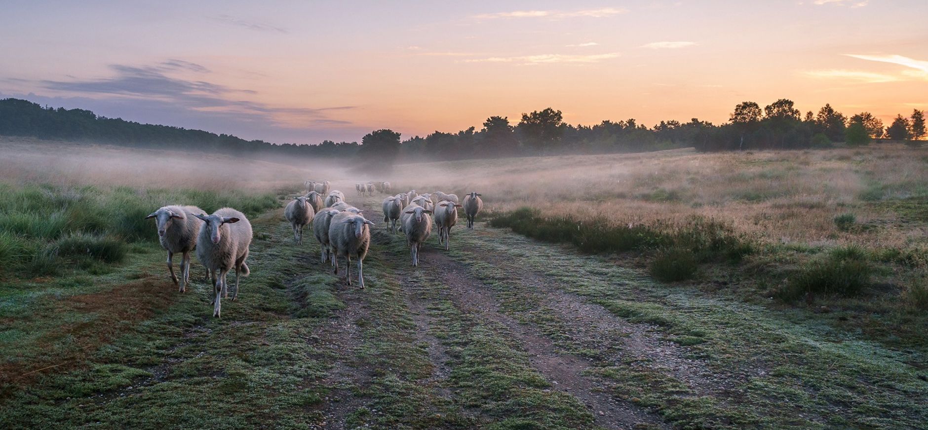 Ochtend natuur