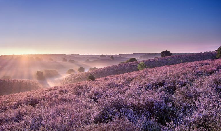 Paarse heide Herikhuizerveld Veluwezoom