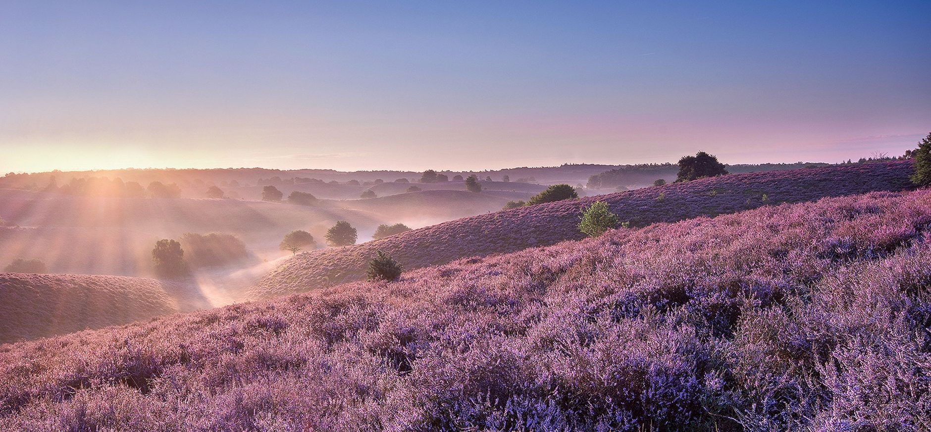 Paarse heide Herikhuizerveld Veluwezoom