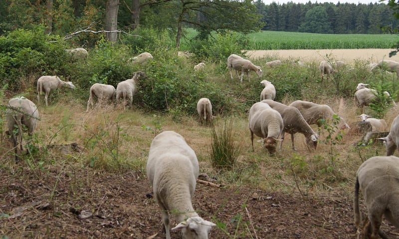Schaapskudde houden reptielencorridor open in het Bergherbos