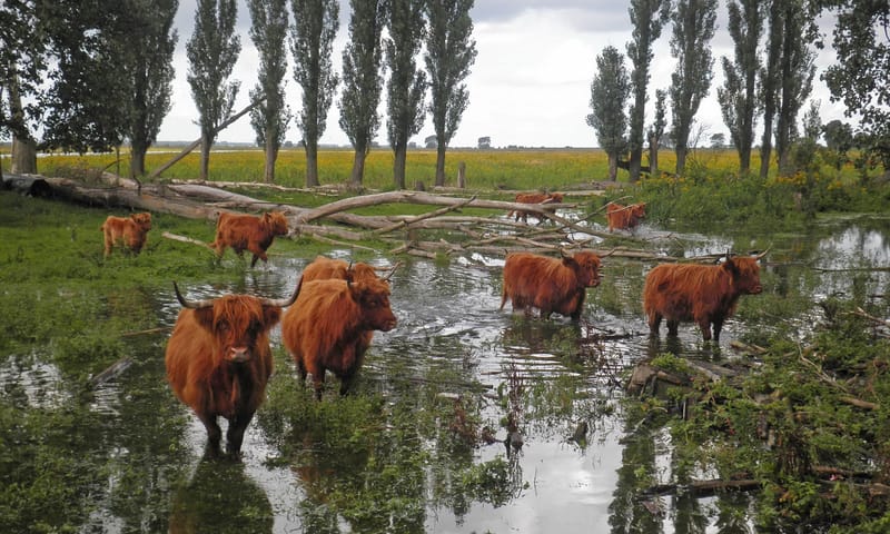 Tiengemeten Schotse Hooglanders