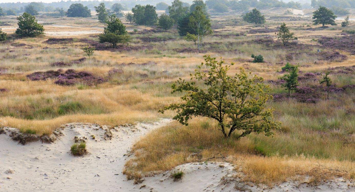 Uitkijkpunt Loonse en Drunense Duinen