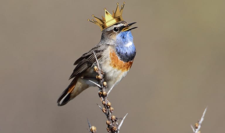 Koninklijke wandeling in het Zwanenwater