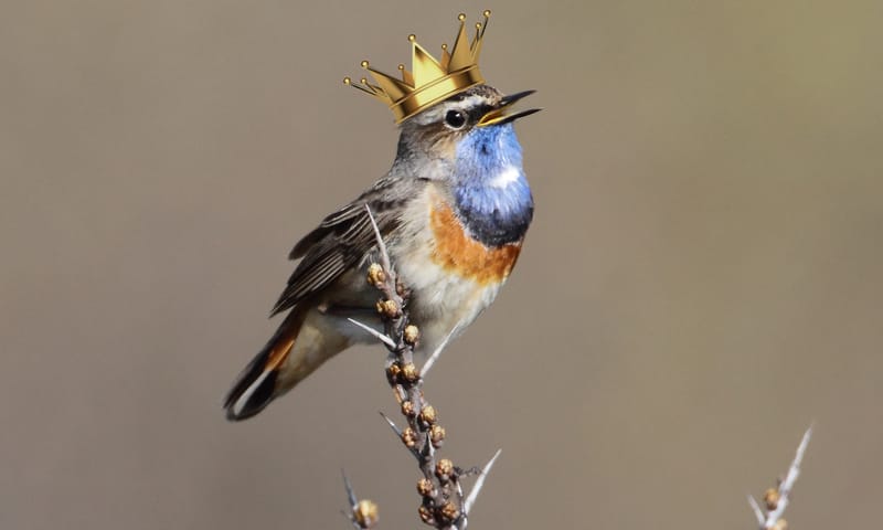 Koninklijke wandeling in het Zwanenwater