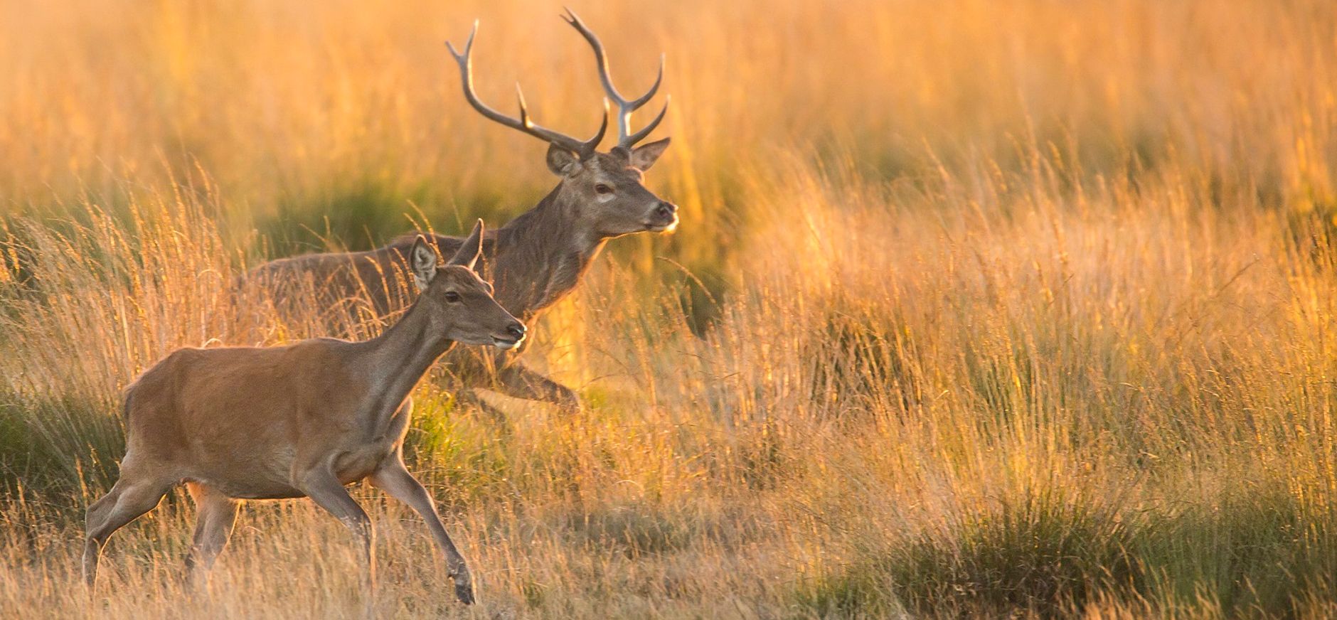 Edelherten in het Deelerwoud