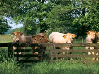 Wandelroute Norger Esdorpenlandschap in Norg