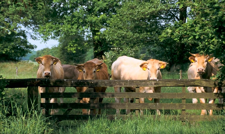 Wandelroute Norger Esdorpenlandschap in Norg