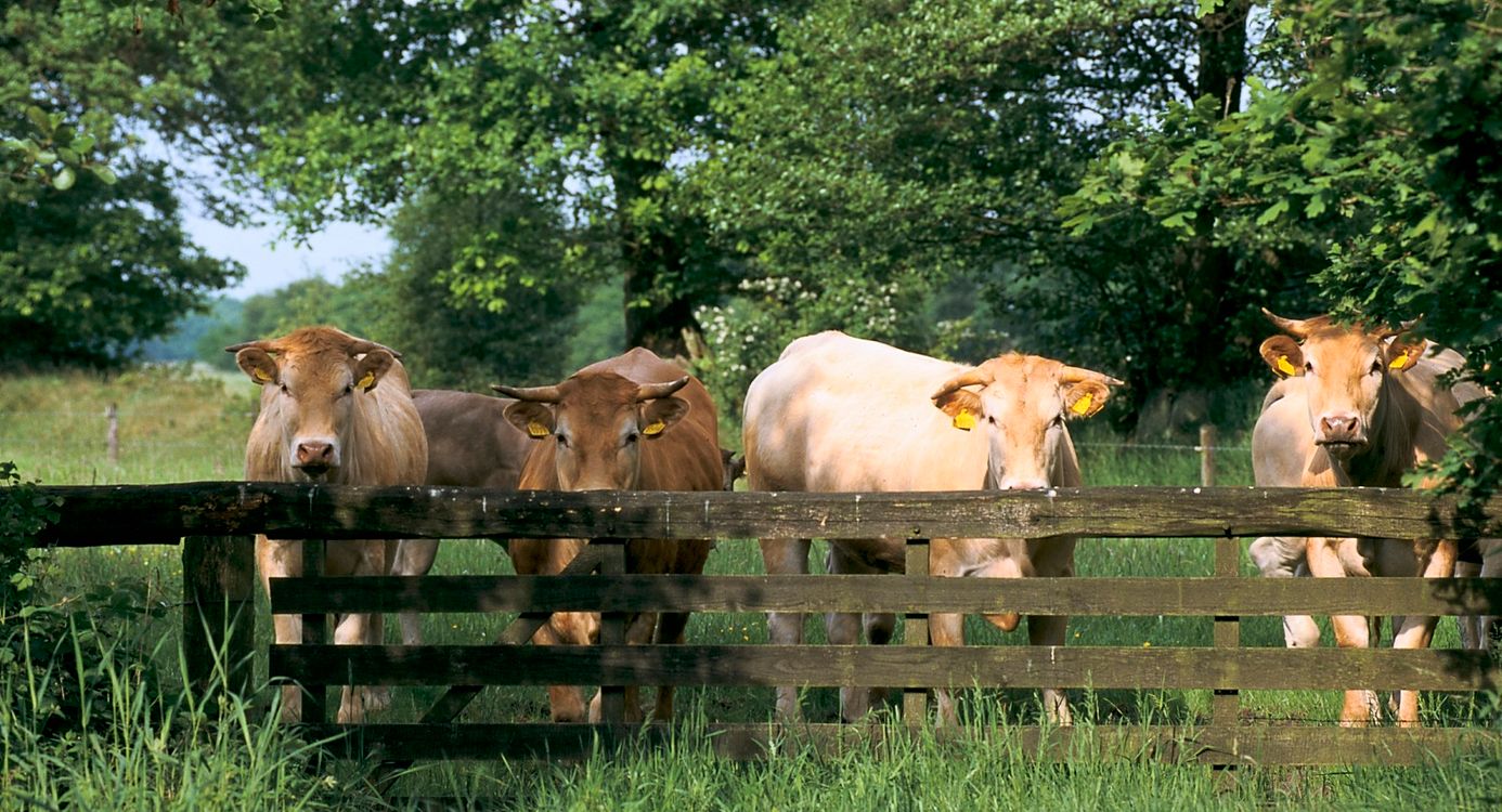 Wandelroute Norger Esdorpenlandschap in Norg