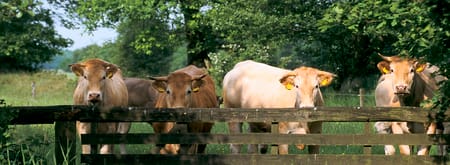 Wandelroute Norger Esdorpenlandschap in Norg