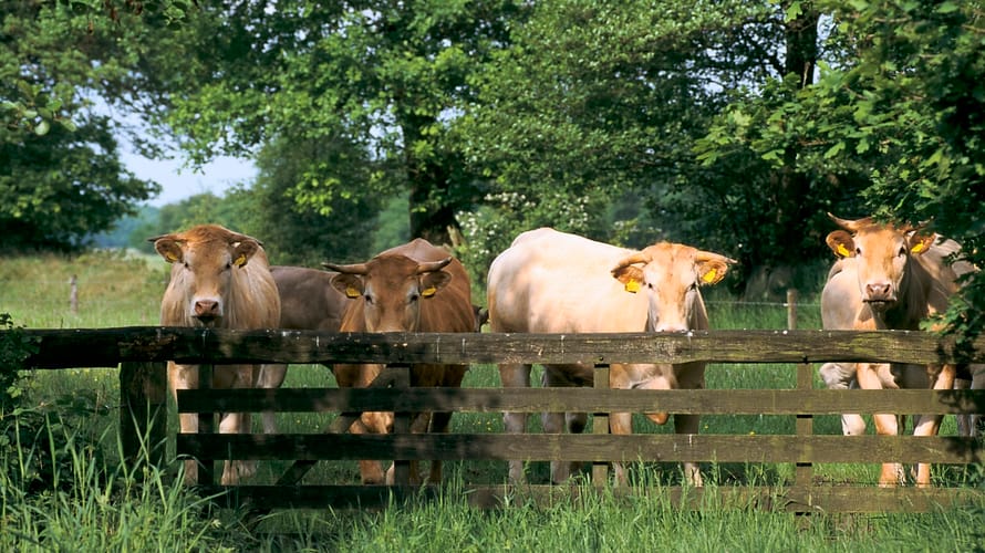 Wandelroute Norger Esdorpenlandschap in Norg