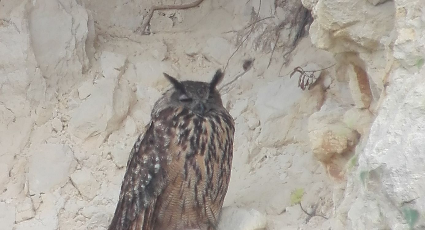 oehoe in de groeve wand