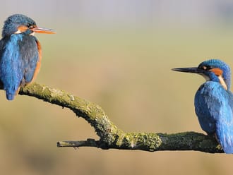 Paartje IJsvogels