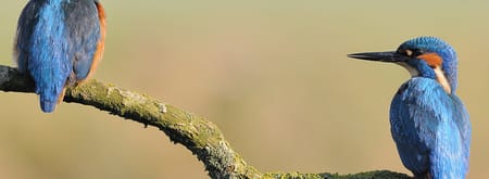 Paartje IJsvogels