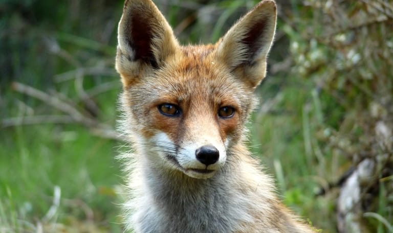 Speurtocht Victor Vos