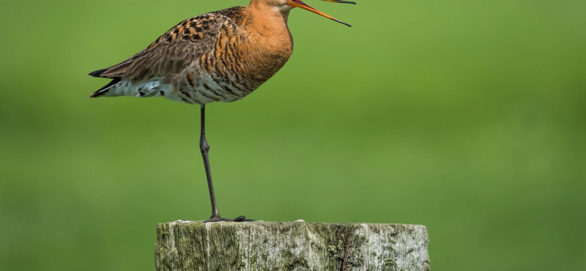 Grutto op een paaltje in het groen