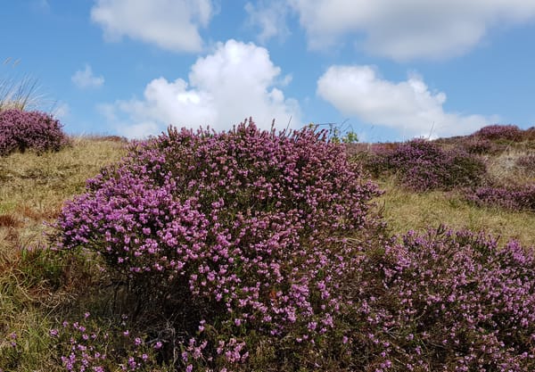 Heide in het Zwanenwater