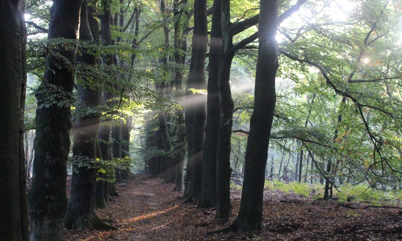 Onzalige bossen Namo91416