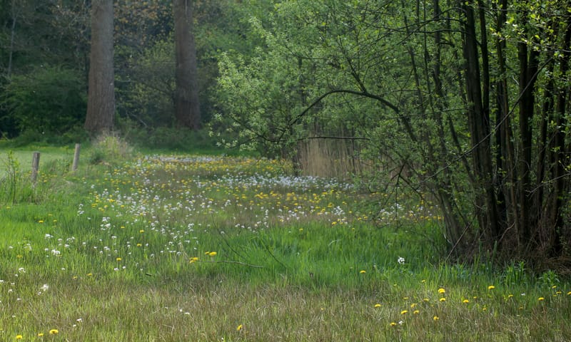 REGIO36680Soerensebeek