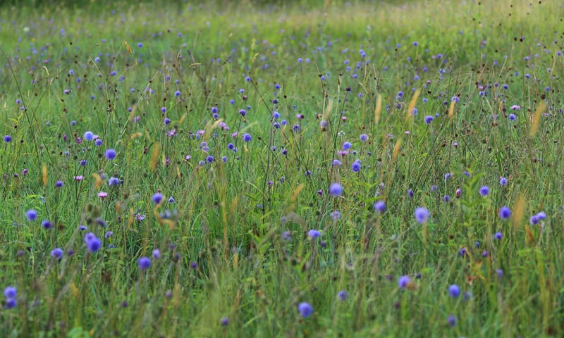 blauwgrasland