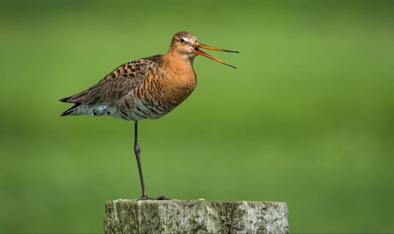 Grutto op een paaltje in het groen