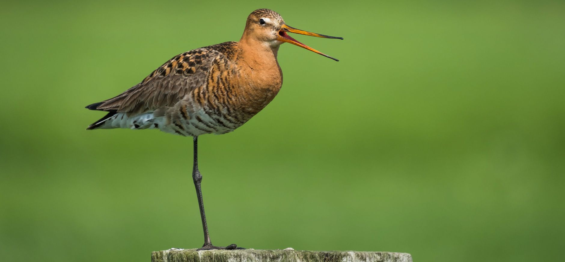 Grutto op een paaltje in het groen