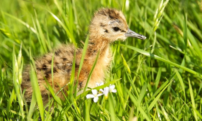 Grutto kuiken in het gras
