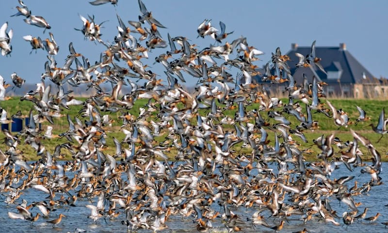 Groep grutto's in vlucht net boven het water