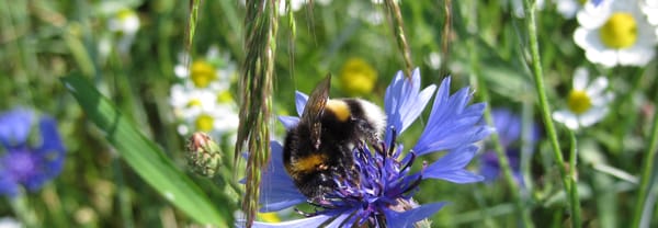 hommel op korenbloem